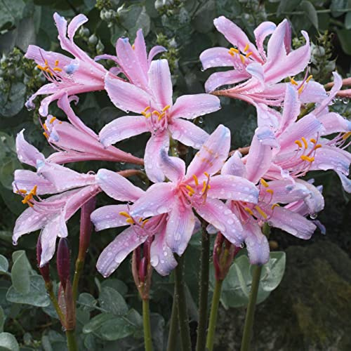 adecuado para plantar al aire libre, bulbos de azucena, resistentes para el jardín. resistentes bulbos Lycoris radiata,-8bulbs-G