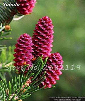 vegherb 2: Abies Samen, koreanische Tanne, Nordmannstanne (Weihnachtsbaum, Conifer) Samen Baum. Haus-Garten Bonsaipflanzen und Blumen-Samen 100 Stück 2