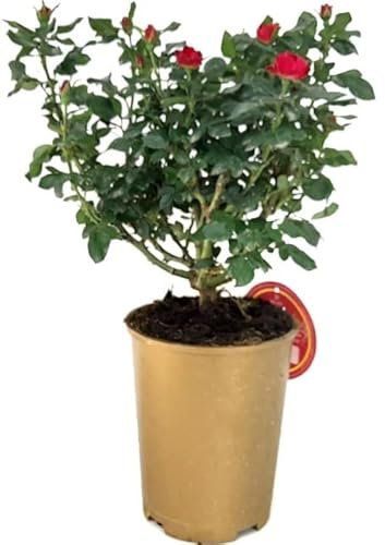 Rosal Zepeti - La Mejor Opción para un Especial - Flores Rojas - Planta Natural Interior y Exterior