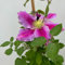 Clematis 'Piilu', 2er-Set, rosa, Höhe 60-80 cm, Topf 2 Liter