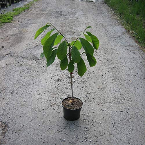 Indianerbanane Paw Paw Asimina triloba dreilappige Papau Paupau 5 Liter Topfballen