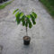 Indianerbanane Paw Paw Asimina triloba dreilappige Papau Paupau 5 Liter Topfballen