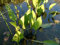 Lincolnshire Pond Plants Ltd Marginal Plants - Live Water Plant Aquatic Pond Lake Marginal - Pond Plants (Alisma 'Plantago') - 9cm Bareroot