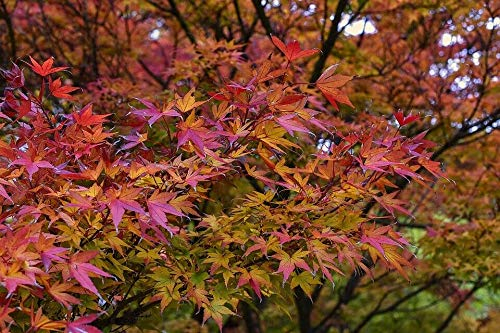 Fächer-Ahorn Ac. palmatum Pflanze 5-10cm Japanischer Fächerahorn Ahorn