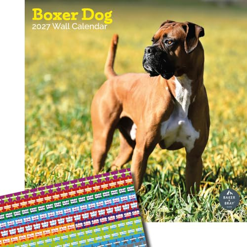 Baker and Bray Boxer Hundekalender 2025, großer quadratischer Wandkalender, 16 Monate, Boxer Hund Geschenk Hundekalender