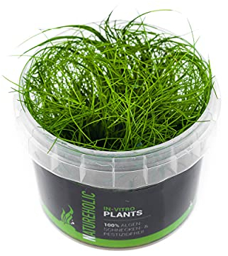 Nadelsimse/Eleocharis acicularis - NatureHolic In-Vitro Aquarium Pflanze