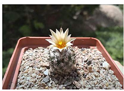 Stk - 10x Turbinicarpus dickisoniae Kaktus weißgelb Pflanzen - Samen B447 - Seeds & Plants Shop by Ipsa