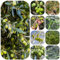 olivo resistente - semi semi di ulivo, piante da giardino in vaso piante resistenti da balcone di erbe alberi perenni resistenti e perenni giardino ulivo erbe aromatiche, sul 15pcs