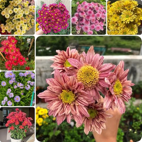 500 pcs Gänseblümchen Samen Bio, wiesensaatgut, zimmerpflanzen Bellis Perennis, wiesenblumen samen mehrjährig winterhart, gartensamen blumenwiese mehrjährig winterhart bonsai topf