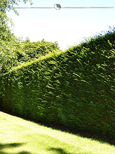 Gemeine Heimische Eibe Taxus baccata 30-40 cm IM TOPF. 200 Pflanzen - Immergrün