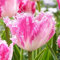COOTO Garden Frühlingsblumen Tulpenzwiebeln winterhart mehrjährig | bunt Gefranste Tulpe Huis ten Bosch | 5 Stück im Set