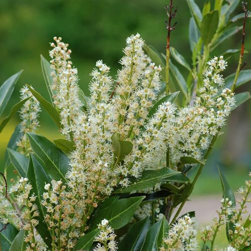 Semillas de la planta de laurel cerezo, arbustos de hoja perenne resistentes Prunus laurocerasus, semillas de plantas, semillas de bonsái Plantas resistentes para el jardín jardín de 80pcs