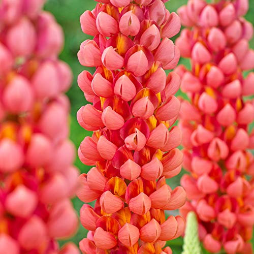 Lupin Terracotta Upright Hardy Herbaceous Perennial Potted Cottage Garden Shrub (20-30cm Incl. Pot)