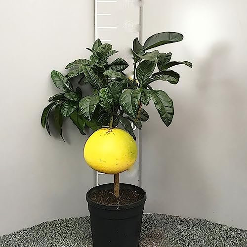 SAVINI VIVAI Pomelo-Pflanze, Zitrusbaum, Pomelo mit rotem Fruchtfleisch, Chandler im 20 cm Topf, Höhe 70 cm, 2-3 Jahre Veredelung, hergestellt in Italien