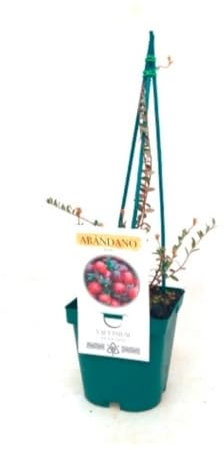 Planta natural Arandano Rojo, 20-30 cm. Vaccinium macrocarpon. Frutos del Bosque. Arbusto perenne que produce frutos rojos ácidos, ricos en antioxidantes y beneficios para la salud. Segura Garden.