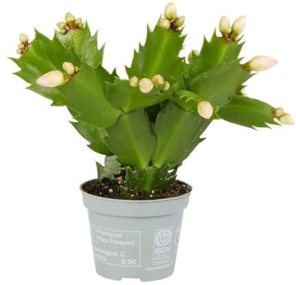 Cactus de Navidad Planta Natural Schlumbergera Flor Navidad