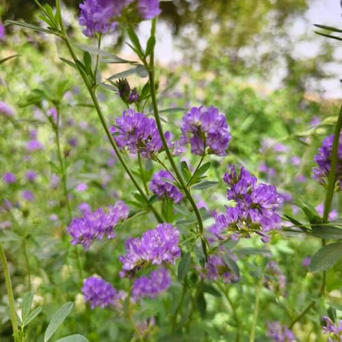 100 pcs Luzerne Saatgut Mehrjährig, Medicago sativa Samen, nachhaltige produkte blumendeko pflanztöpfe luftreinigende zimmerpflanzen blumen geschenk pflanzendeko blumensamen geschenk
