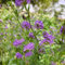 100 pcs Luzerne Saatgut Mehrjährig, Medicago sativa Samen, nachhaltige produkte blumendeko pflanztöpfe luftreinigende zimmerpflanzen blumen geschenk pflanzendeko blumensamen geschenk