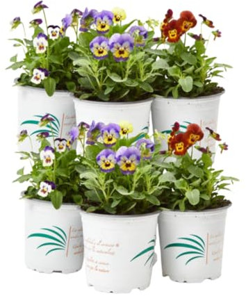 verdecora Viola en Maceta Ø11cm Pack 6 Unidades | Viola spp. | Planta de Exterior en Maceta | Flores Coloridas y Resistentes | Ideal para Macizos Florales y Bordes
