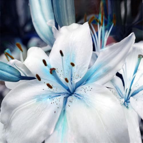Bulbi Di Giglio, Amano L'Ambiente Fresco E Umido, I Fiori Del Giglio Sono Eleganti E Hanno Un Alto Valore Ornamentale Fiori Altamente Adattabili, Tolleranti Al Freddo,-6bulbi