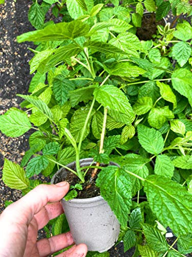 2 x Raspberry Bushes 'Summer Lovers Garden Patio Red' (Plants in 9cm Dia Pots) Free UK Postage