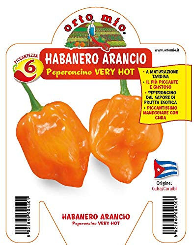 3 PIANTE IN VASO Ø10CM DI PEPERONCINO PICCANTE HABANERO ARANCIO ORTO ORTOMIO