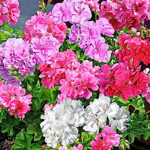 100 pz semi di geranio pendenti - fiori prato semi fioriere fiori da giardino perenne resistente geranio,Pelargonium hortorum, semi di fiori vaso bonsai semi di prato di fiori selvatici