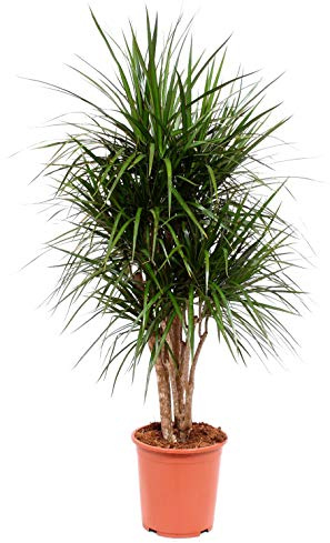 POWERS TO FLOWERS - DRACENA MARGINATA PIANTA MADRE, altezza 100/110cm, pianta vera