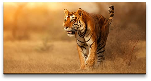 Paul Sinus Leinwandbild 120x60cm Tiger Raubkatze schönes Tier Großkatze Kraftvoll