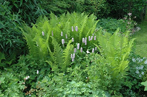 Dryopteris filix-mas ca. 9x9 cm Topf - Echter Wurmfarn, sattgrüne Wedel, ideal für schattige Standorte, winterhart, pflegeleicht