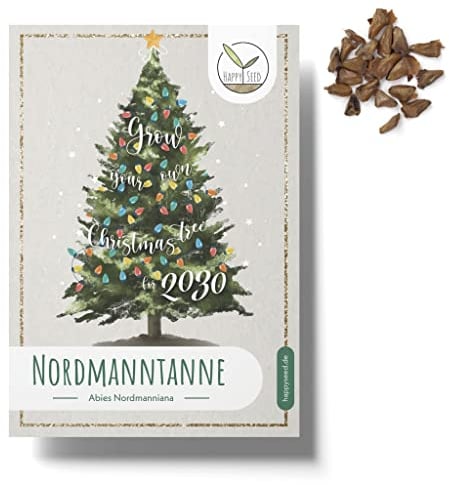 Nordmanntanne Samen (20x Stück) - Dein eigener Weihnachtsbaum zum selber Pflanzen als ideales Wichtelgeschenk