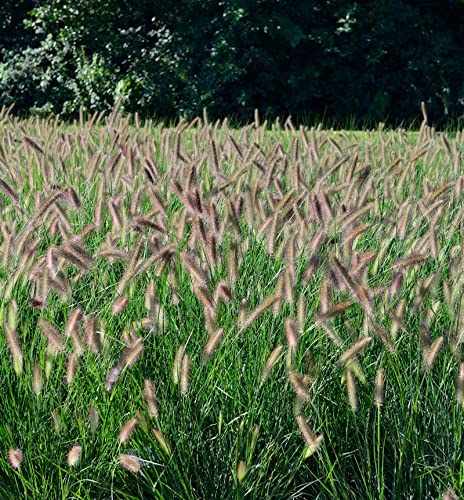 Lampenputzergras Black Beauty - großer Topf - Pennisetum alopecuroides