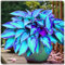 Hosta, winterharte mehrjährige Zwiebelpflanze, dekorative Gartenblume, seltene Farbe, natürliches Rhizom-4 zwiebeln-A