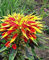 Gemüse-Amaranth - Dreifarbiger Fuchsschwanz - Amarant - 100 Samen