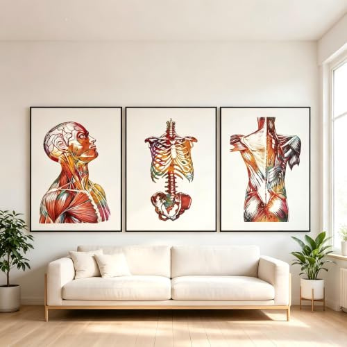 3er Set Medizin Wandbilder 50x70cm, Abstrakte Anatomie Leinwandbilder Poster, Aquarell Blumen Menschliches Muskelsystem Poster Set Kunst Medical Office, Frameless(A, 3x50x70cm)