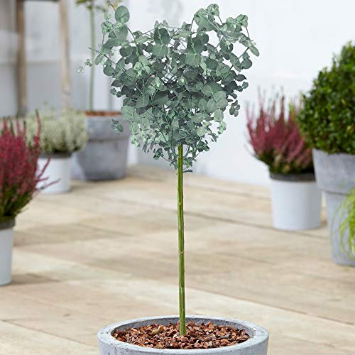 Eucalyptus gunnii Albero | Tasmanian Cider Gum | Alberi Ornamentali in Vaso per Piccoli Giardini | Pianta da Giardino a Fusto Standard (70-80cm (Incluso Vaso))
