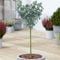Eucalyptus gunnii Arbre | Gommier à cidre de Tasmanie | Arbres ornementaux en pot pour petits jardins | Plante de jardin sur tige standard (70-80cm (pot inclus))