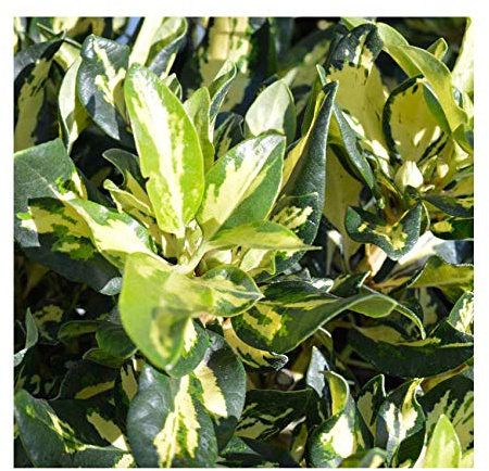 Rhododendron Hybrid variegata 'Blattgold' 15cm Pot Size