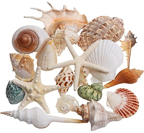 JQAQJU Sea Shells, 20 Kinds Mixed Beach Seashells for Crafts, Shells Decor