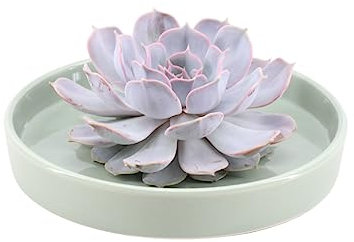 ROOTLESS by Aloe Demi | echte Sukkulent lilac in grüne Keramik Schale Ø20 cm | Echeveria Lilacina Ø12-14 cm - 5 cm | echte Sukkulent Pflanzen | Succulenten | Kakteen | Sukkulent | Kaktus