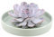 ROOTLESS by Aloe Demi | echte Sukkulent lilac in grüne Keramik Schale Ø20 cm | Echeveria Lilacina Ø12-14 cm - 5 cm | echte Sukkulent Pflanzen | Succulenten | Kakteen | Sukkulent | Kaktus
