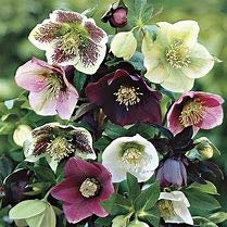 6 x Mixed Helleborus Pot Plants, (Christmas Rose)