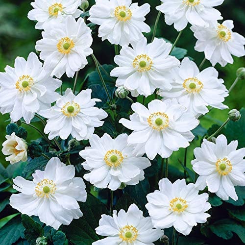 Anemone Whirlwind Windflower Herbaceous Perennial White Flowering Outdoor Plant (10-20cm Incl. Pot)