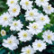 Anemone Whirlwind Windflower Herbaceous Perennial White Flowering Outdoor Plant (10-20cm Incl. Pot)
