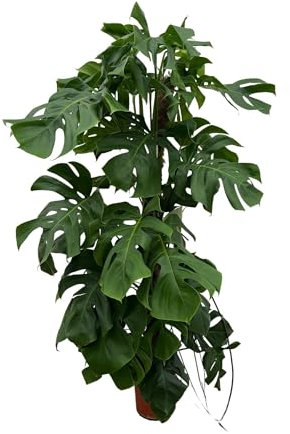 La Green Touch - Monstera Deliciosa XXL - 150cm - ⌀24 - Plante d'intérieur - Pot 27cm, Hauteur 150 cm