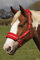 Rhinegold Unisex-Erwachsene Logo Headcollar Fleece Trim-Full-Red Halfter, rot, Volle Größe