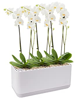 AIRY System L inkl. 3 Orchideen & Airy Base Substrat • Natürlicher Luftreiniger eliminiert Schadstoffe, Allergene & Gerüche • Für Räume mit ca. 30qm • Made in Germany, 3302-619 antikweiss