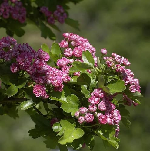 Echter Rotdorn Paul Scarlet 125-150cm - Crataegus laevigata - lebende Gartenpflanze aus den Baumschulen