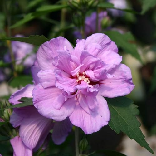 Vivai le Georgiche - Pianta vera di Hibiscus syriacus Ardens Ibisco, Rosa di Sharon - vaso Ø 19 cm - altezza alla vendita 30-40 cm