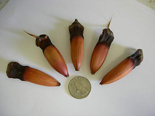 PLAT FIRM GERMINATIONSAMEN: Araukarie -Oregon-Araucaria 5 Fresh Seeds